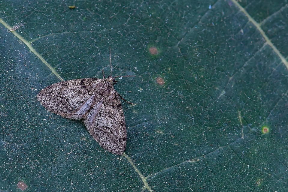 Tephronia sepiaria/Eumannia lepraria
