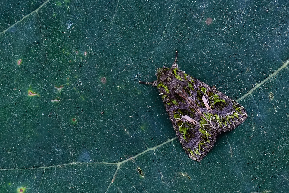 Trachea atriplicis - nyári zöldbagoly
