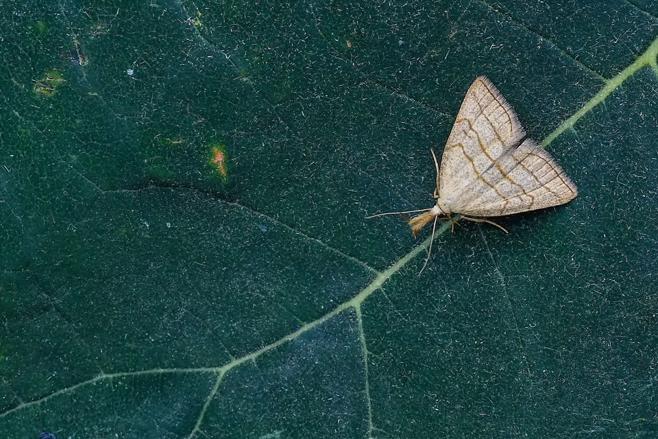 Polypogon tentacularia - sötétaljú karcsúbagoly