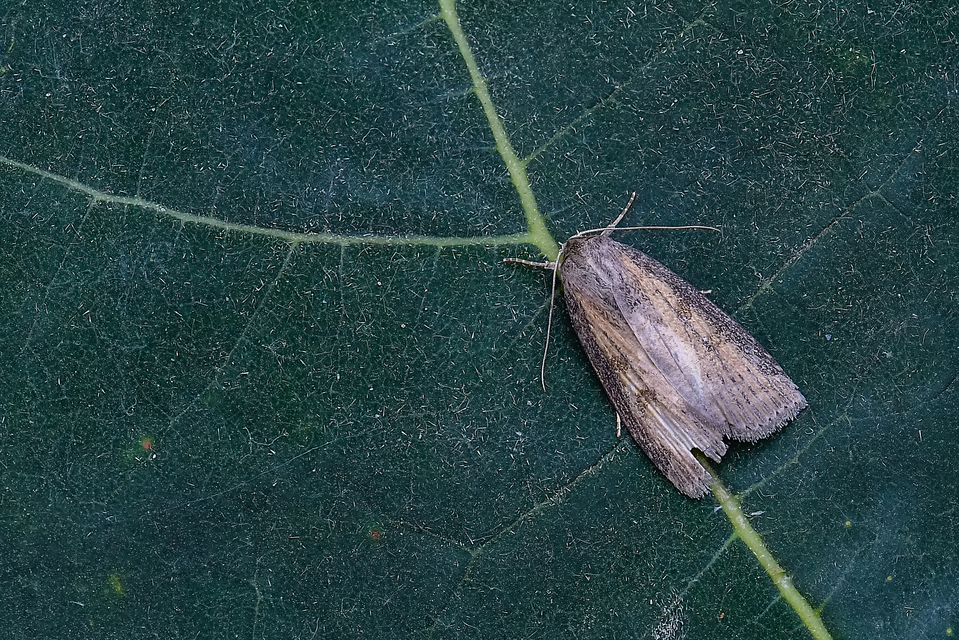 Chilodes maritima - négyfoltos nádibagoly