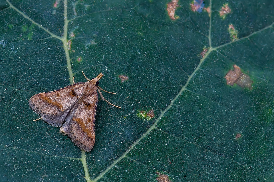 Stemmatophora brunnealis - barna fényilonca