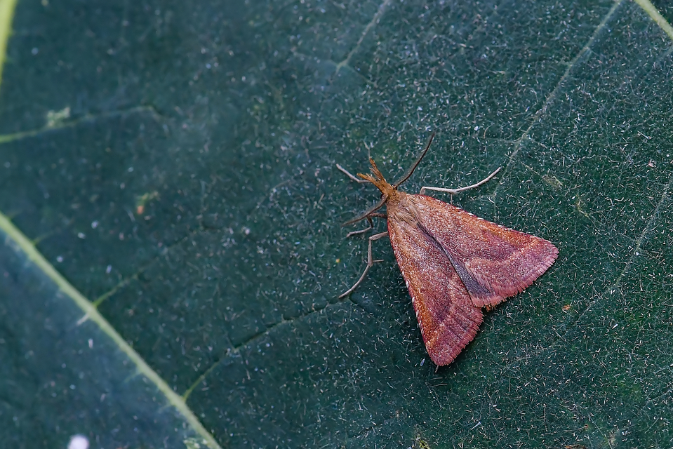 Synaphe punctalis - hosszúlábú fényilonca