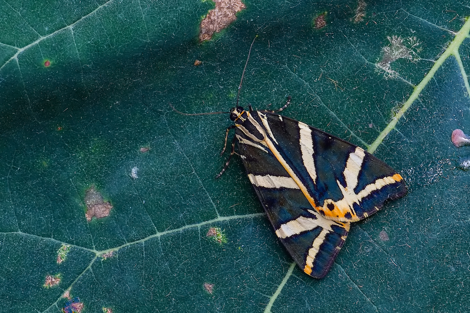 Euplagia quadripunctaria - csíkos medvelepke
