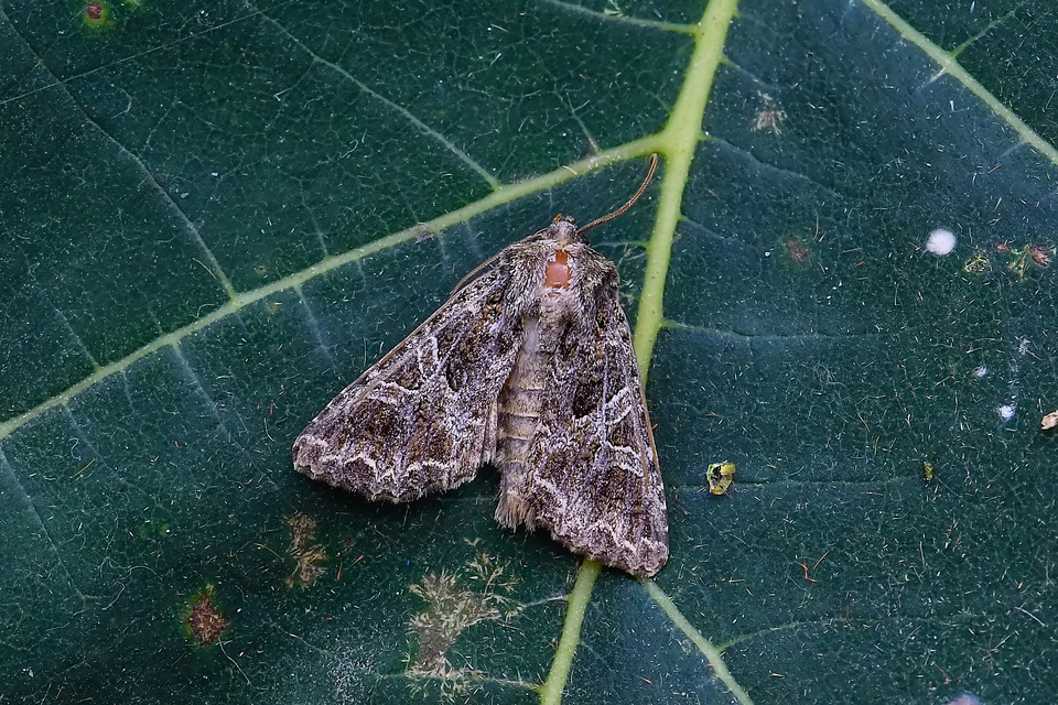 Hadena bicruris/capsincola