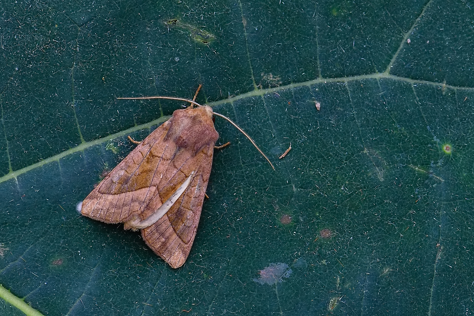 Hydraecia micacea - csillogó acsalapubagoly
