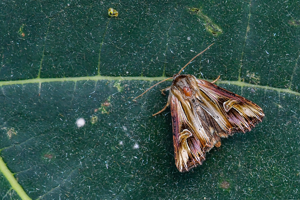 Actinotia polyodon - nagy sugarasbagoly