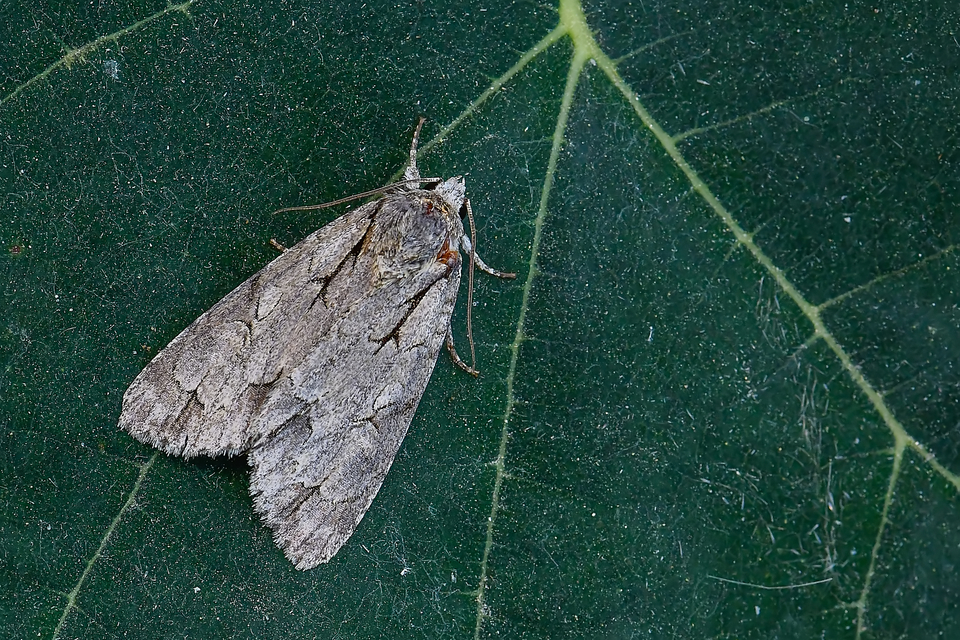 Acronicta psi - pszi-betűs szigonyosbagoly