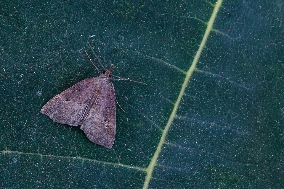 Hypena rostralis - közönséges karcsúbagoly