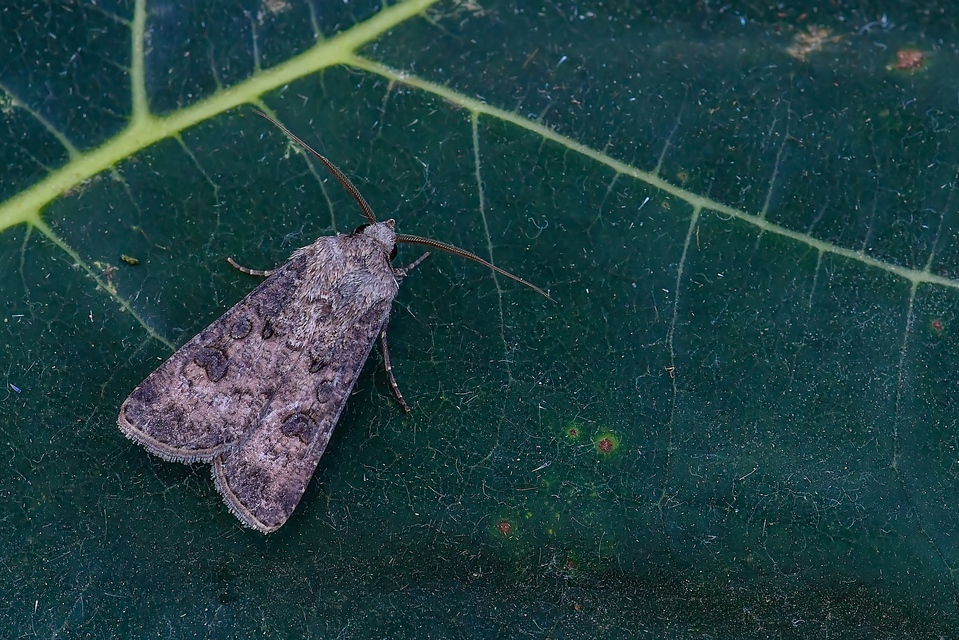 Agrotis segetum - vetési földibagoly