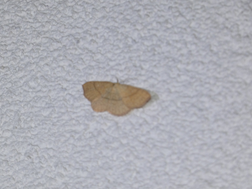 Cyclophora ruficiliaria - vörösrojtú pettyesaraszoló
