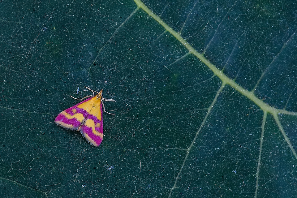 Pyrausta sanguinalis/virginalis