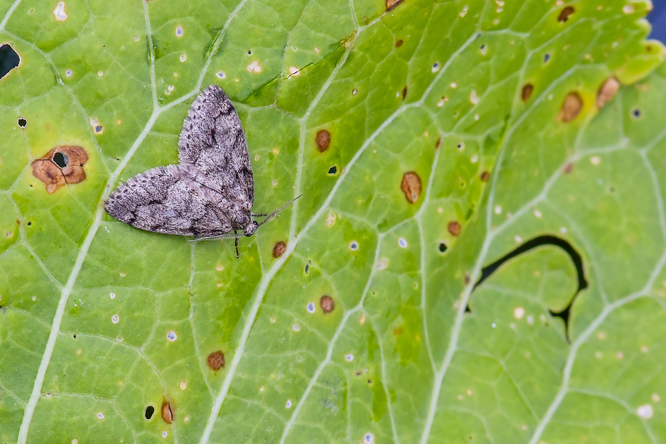 Tephronia sepiaria/Eumannia lepraria