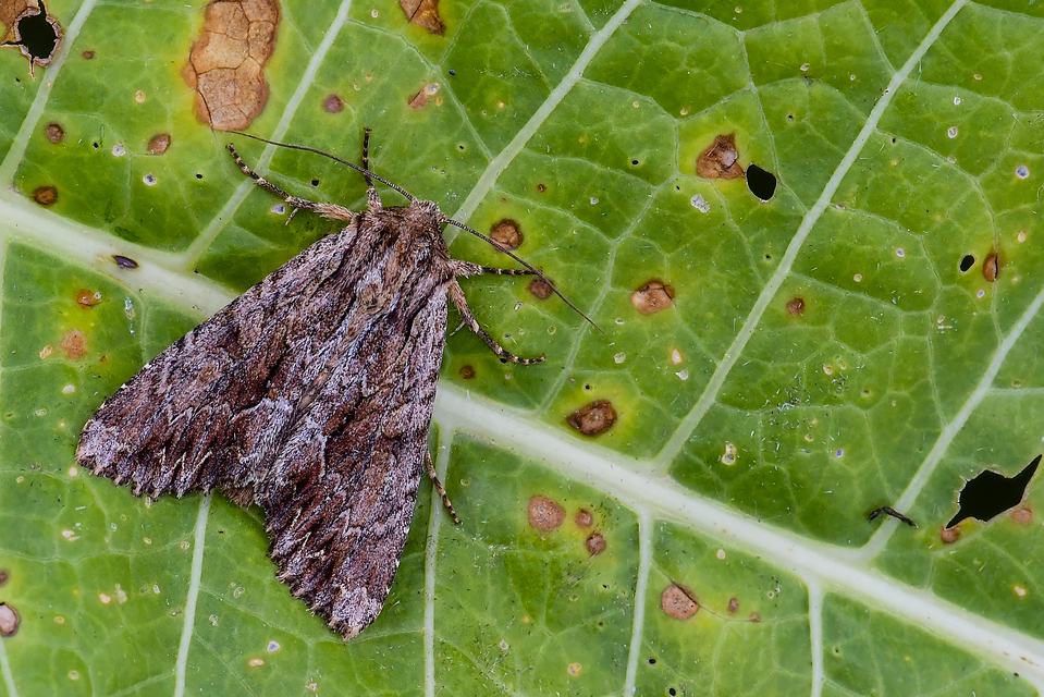 Apamea monoglypha - nagy dudvabagoly