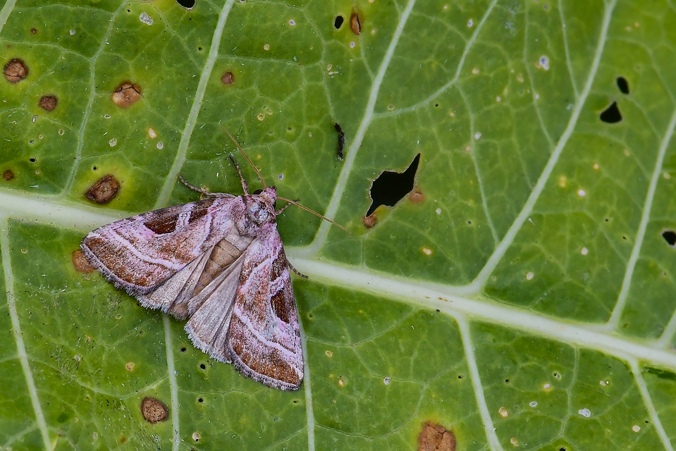 Eucarta virgo - mocsári ametisztbagoly