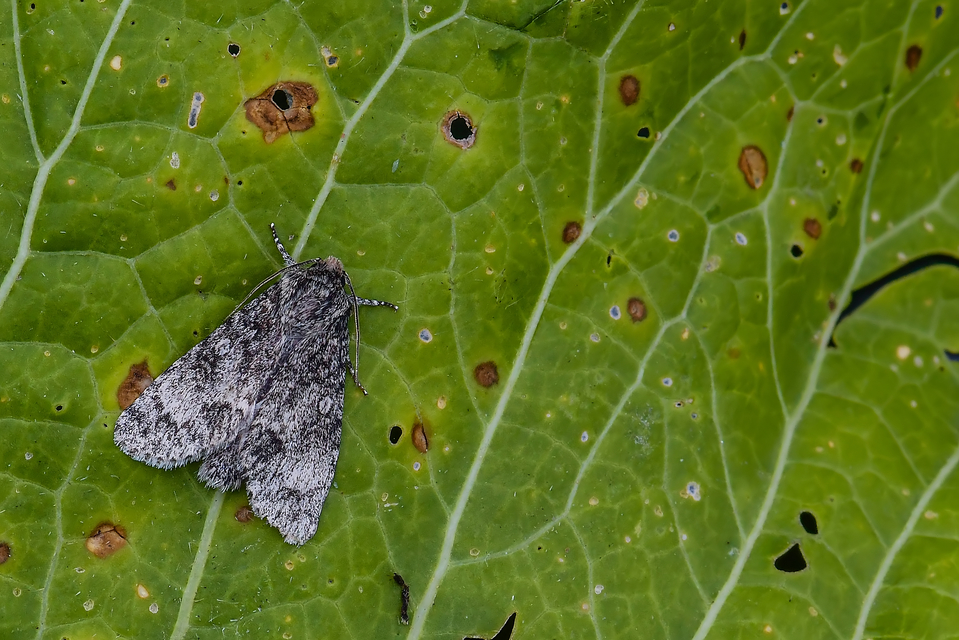 Acronicta megacephala - nagyfejű szigonyosbagoly