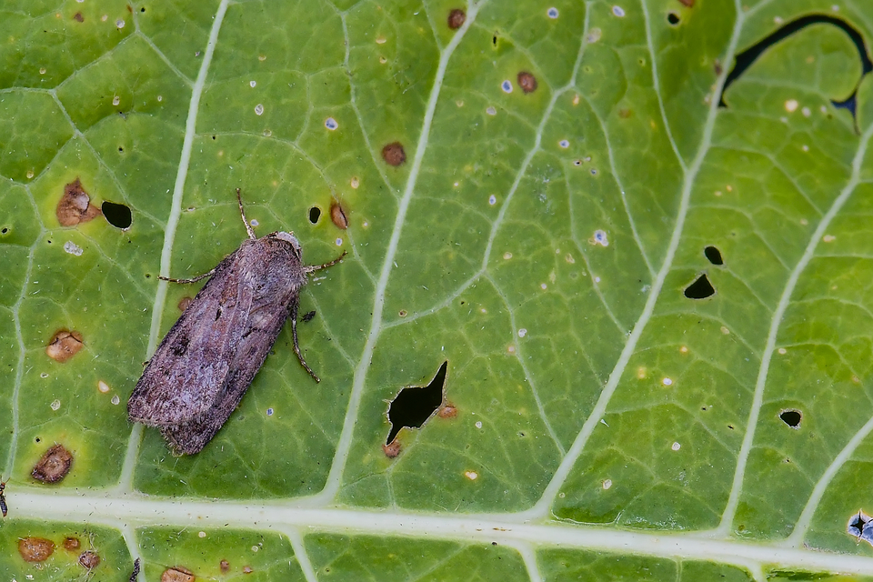 Agrotis segetum - vetési földibagoly