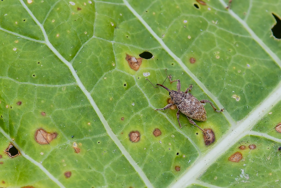 Curculio elephas - gesztenyezsuzsóka