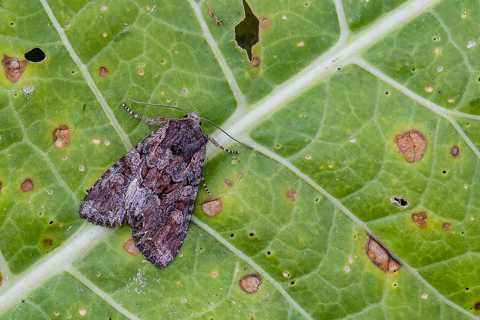Lacanobia thalassina - borbolya-kertibagoly