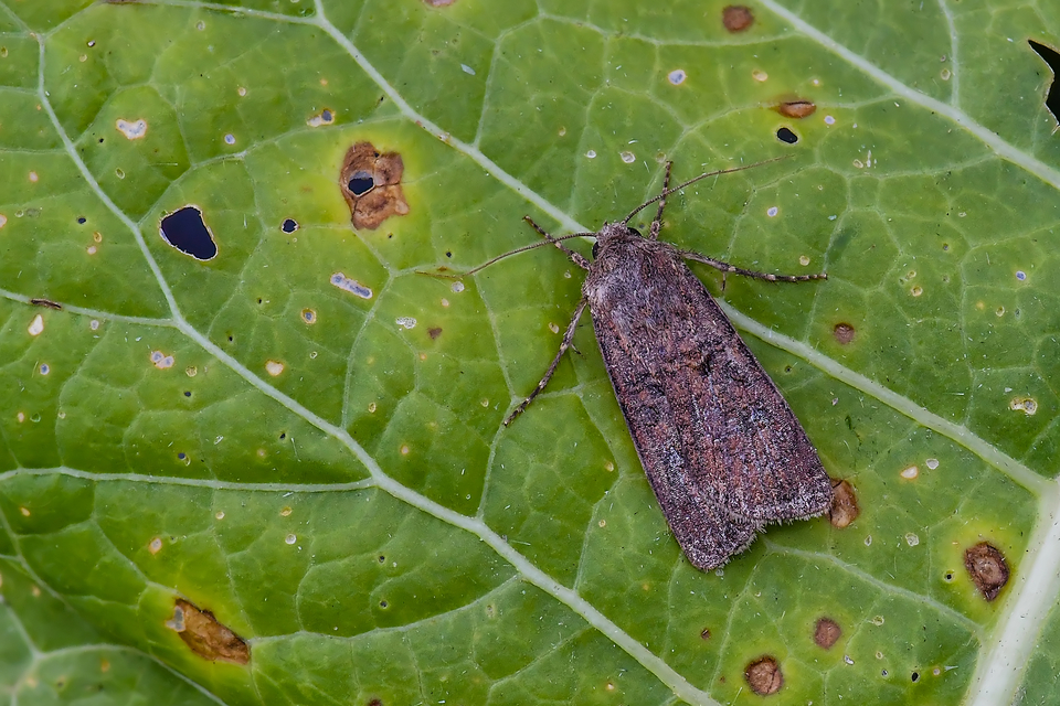 Agrotis segetum - vetési földibagoly