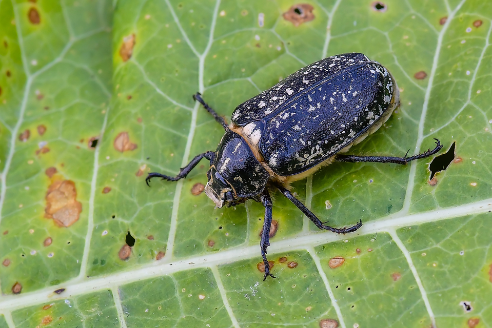 Polyphylla fullo - csapó cserebogár
