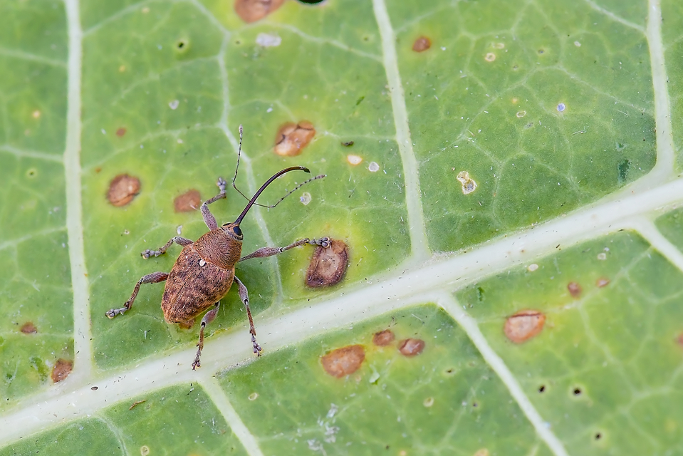 Curculio glandium - tölgymakkzsuzsóka