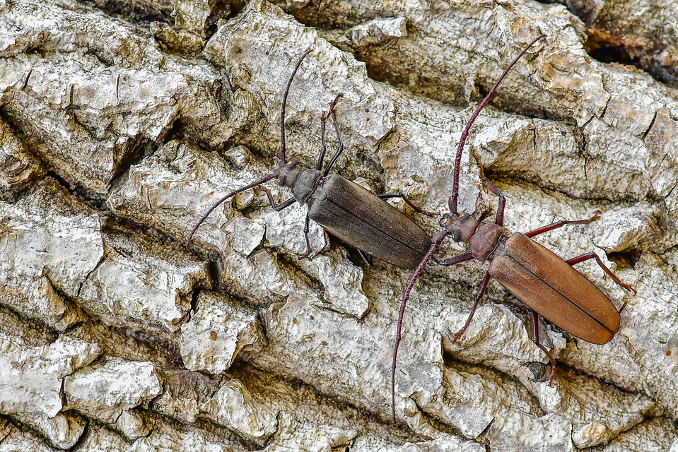 Aegosoma scabricorne - diófacincér