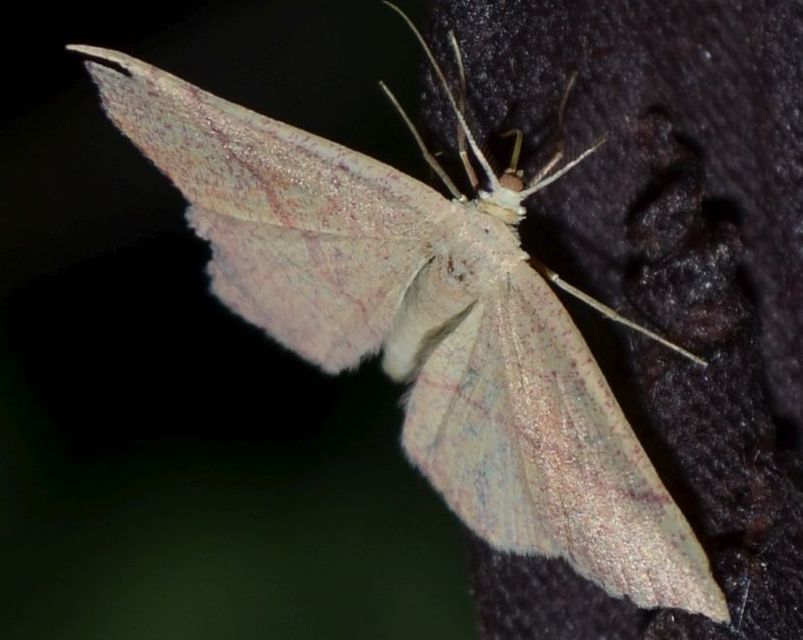Cyclophora ruficiliaria - vörösrojtú pettyesaraszoló