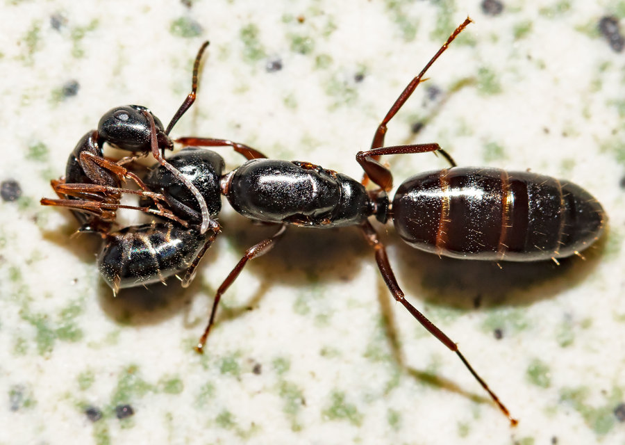 Camponotus fallax - ligeti lóhangya