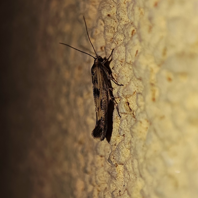 Scythris limbella - parajfonó zöldmoly