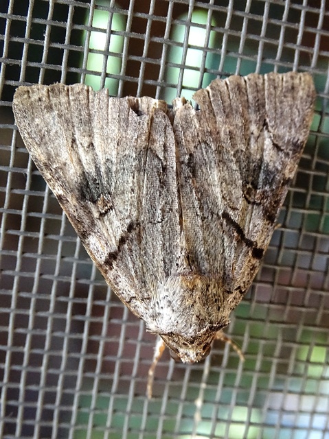 Catocala hymenaea - kökény-övesbagoly