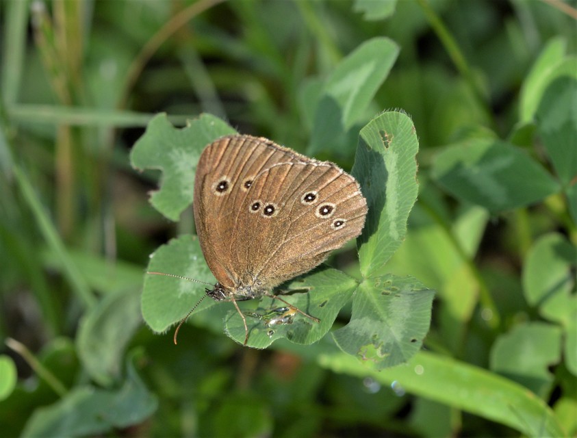 Aphantopus hyperanthus - közönséges ökörszemlepke