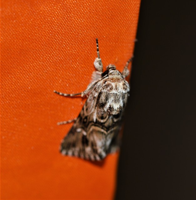 Calophasia lunula - gyújtoványfű-apróbagoly