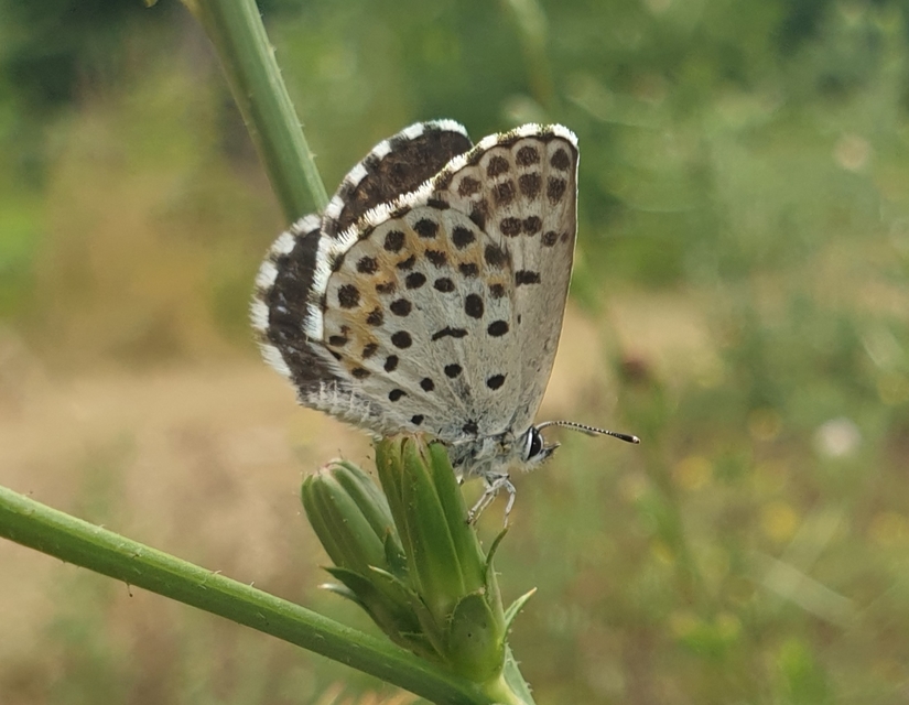 Scolitantides orion - szemes boglárka