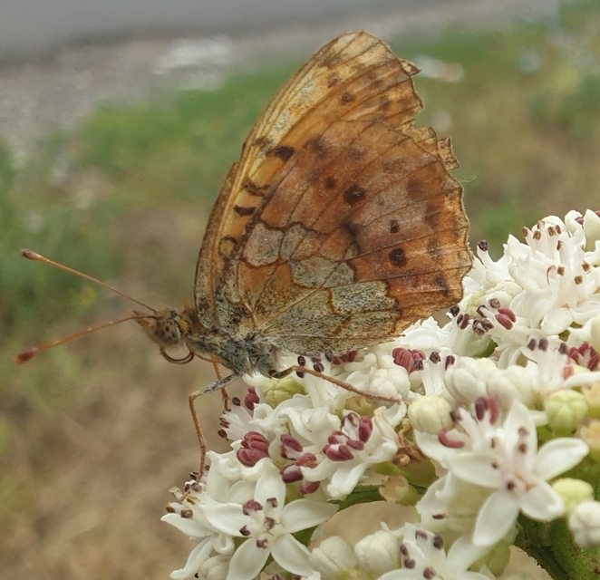 Brenthis daphne - málna-gyöngyházlepke