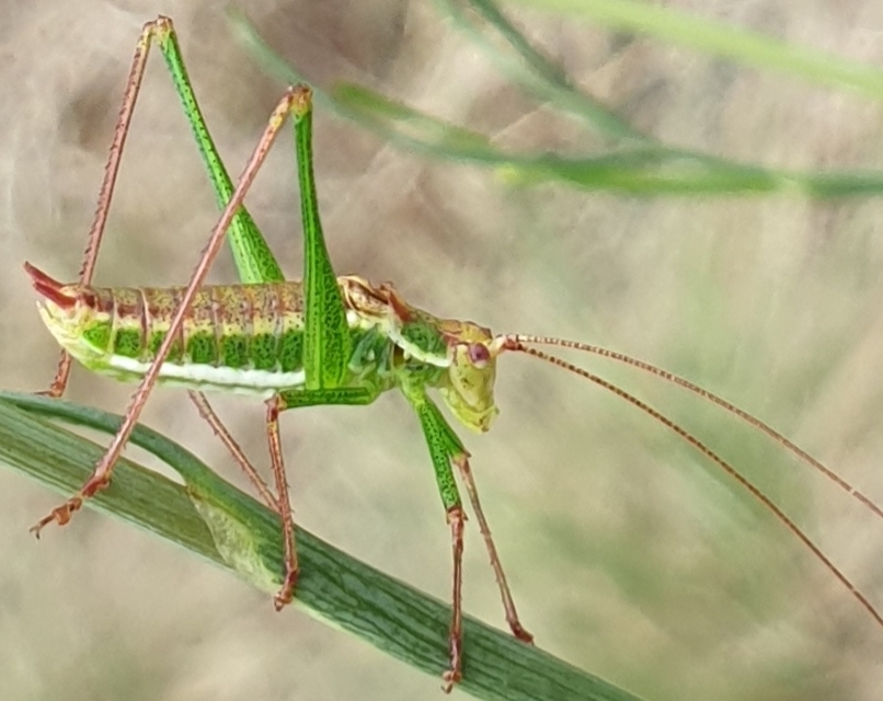 Leptophyes albovittata - közönséges virágszöcske