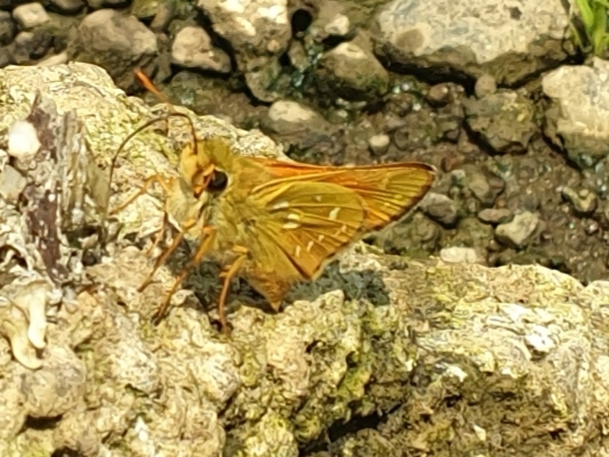 Hesperia comma - vesszős busalepke