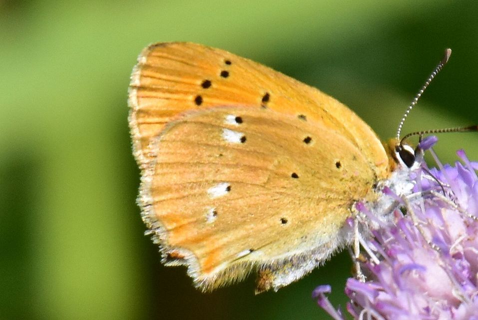 Lycaena virgaureae - arany-tűzlepke