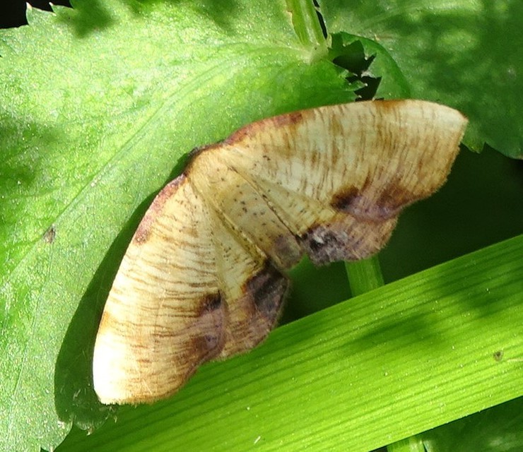 Plagodis dolabraria - baltaszárnyú araszoló