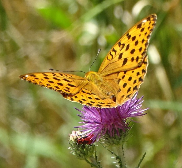 Argynnis laodice - keleti gyöngyházlepke