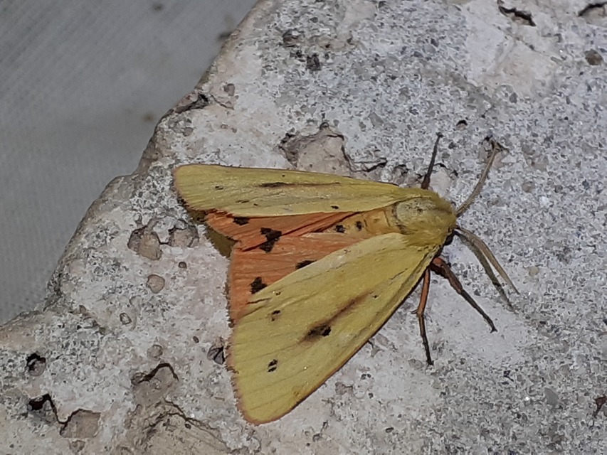 Rhyparioides metelkana - Metelka-medvelepke