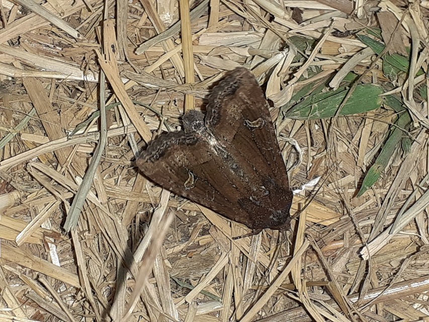 Helotropha leucostigma - mocsári nőszirombagoly