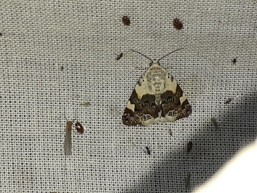 Acontia lucida - fehér nappalibagoly