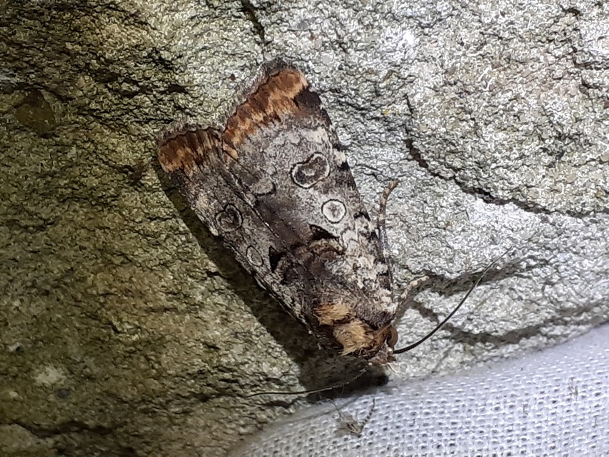 Epilecta linogrisea - karcsú sárgafűbagoly