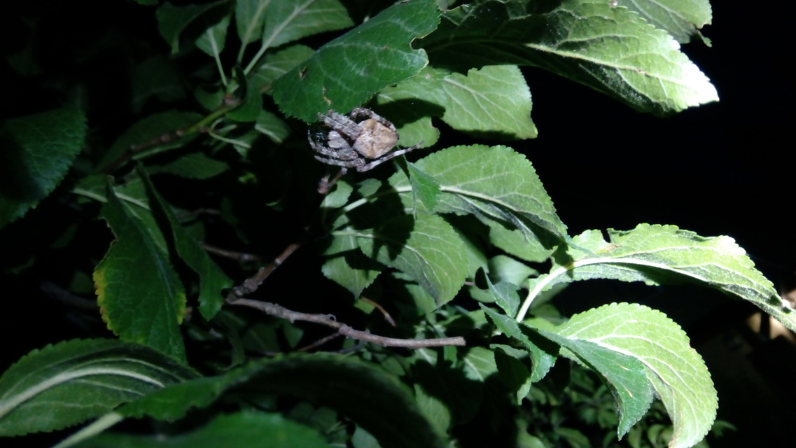 Araneus circe/angulatus