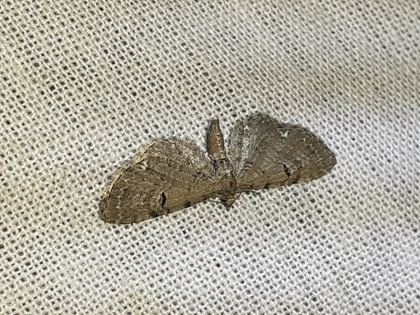 Eupithecia absinthiata - üröm-törpearaszoló