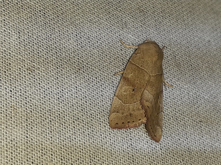 Cosmia trapezina - közönséges lombbagoly