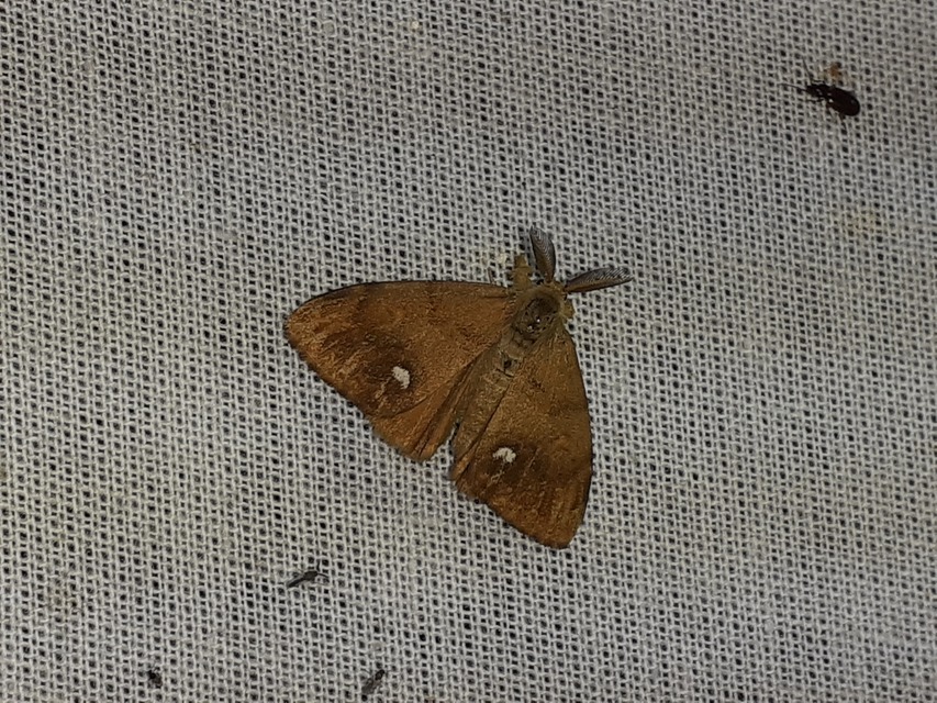 Orgyia antiqua - rozsdabarna kisszövő
