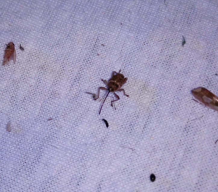 Curculio glandium - tölgymakkzsuzsóka