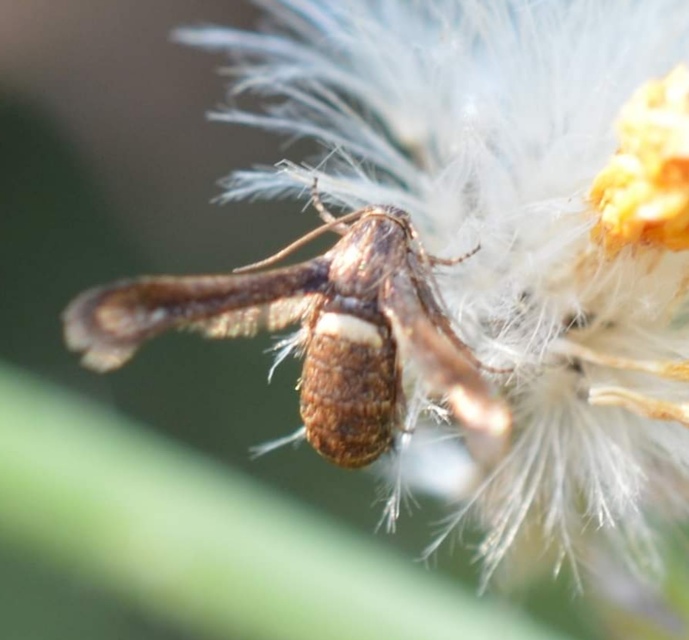 Microsphecia brosiformis - folyófűszitkár