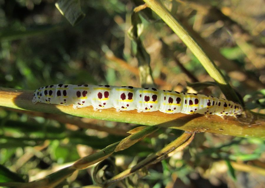 Calophasia